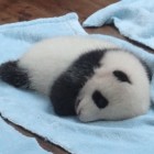 QQ头像