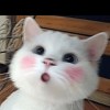 zh中人