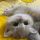 猫苒