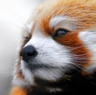 QQ头像