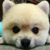 西藏网友27331
