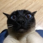 QQ头像