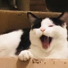 QQ头像
