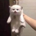 QQ头像