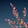 澳门网友31268