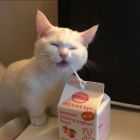 QQ头像