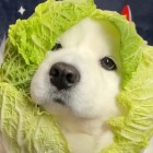 QQ头像