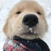 广东网友55139
