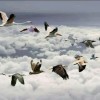 河北网友52372