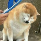 QQ头像