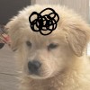 zhaohuan4408的头像-Xyner