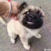 河南网友33213