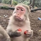 QQ头像