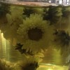 吉林网友12926