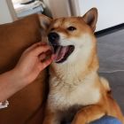 QQ头像