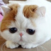 trx能量机器人