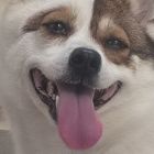 QQ头像