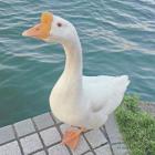 QQ头像
