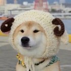 QQ头像