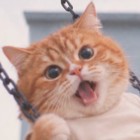 QQ头像