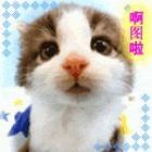 QQ头像