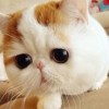 hao