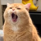QQ头像
