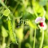 湖北网友91444