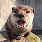 QQ头像