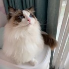 QQ头像