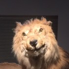 QQ头像