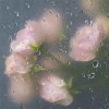 黑龙江网友71894
