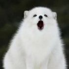 QQ头像