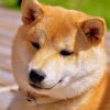安徽网友35938