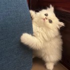 QQ头像