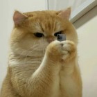 QQ头像