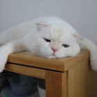 QQ头像