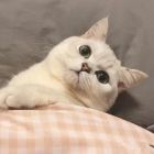 QQ头像