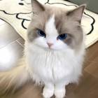 QQ头像