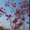 青海网友24749
