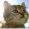 QQ头像