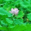 湖北网友34051