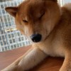 山西网友40535