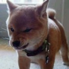 QQ头像