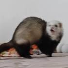 QQ头像