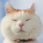 QQ头像