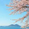 呆9山山e幸