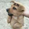 shenbojun1223的头像-Xyner