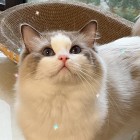 QQ头像
