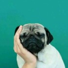 QQ头像